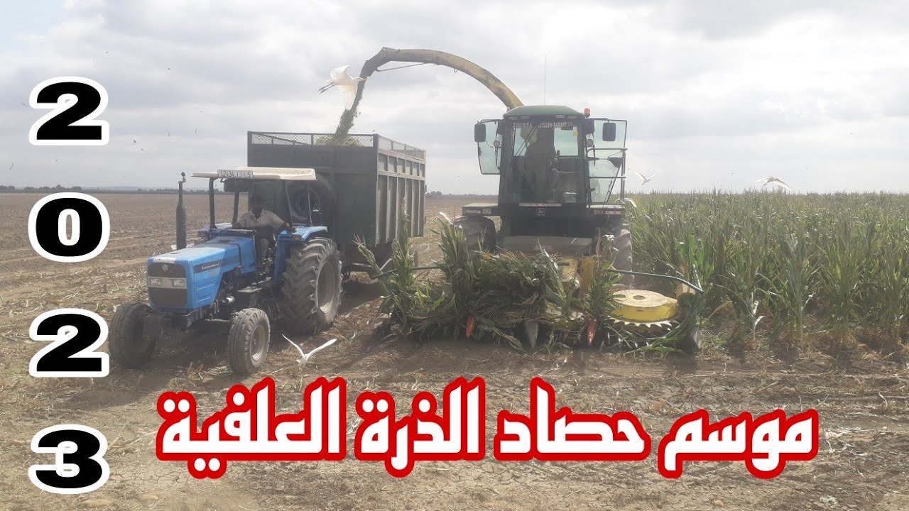 موسم حصاد الذرة العلفية لانسيلاج الغرب بالمغرب 🌽 2023
