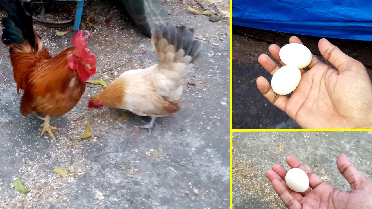 Bantam Eggs || Serama Bantam Chicken Eggs