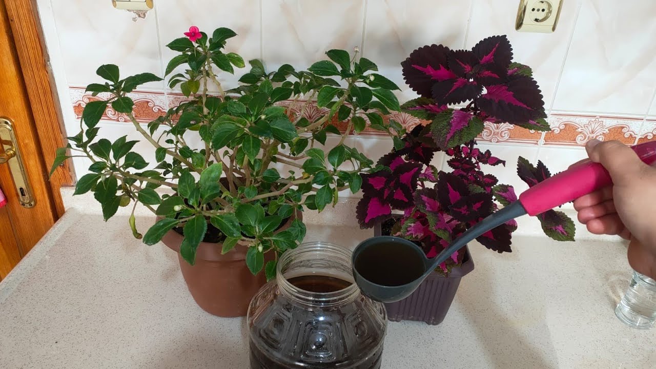 CAM GÜZELİ ÇİÇEĞİME 🤔BUNU VERDİM COŞTULAR✅ÇİÇEK BAKIMI ✅ÇİÇEK COŞTURAN KÜR