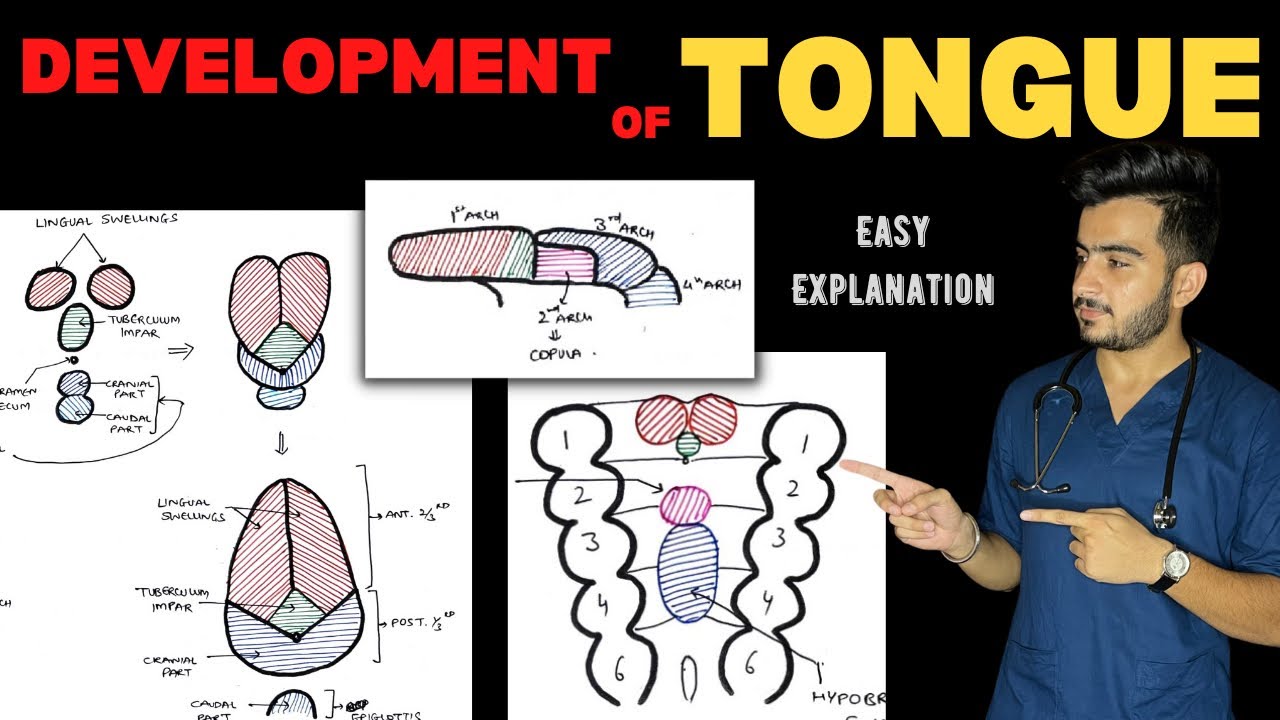 Development of Tongue | Tongue Embryology | Head & Neck Anatomy