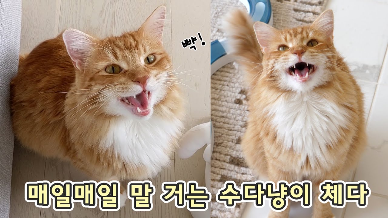 뺙! 삐유웅 뺙! 매일매일 말 거는 수다냥이 체다