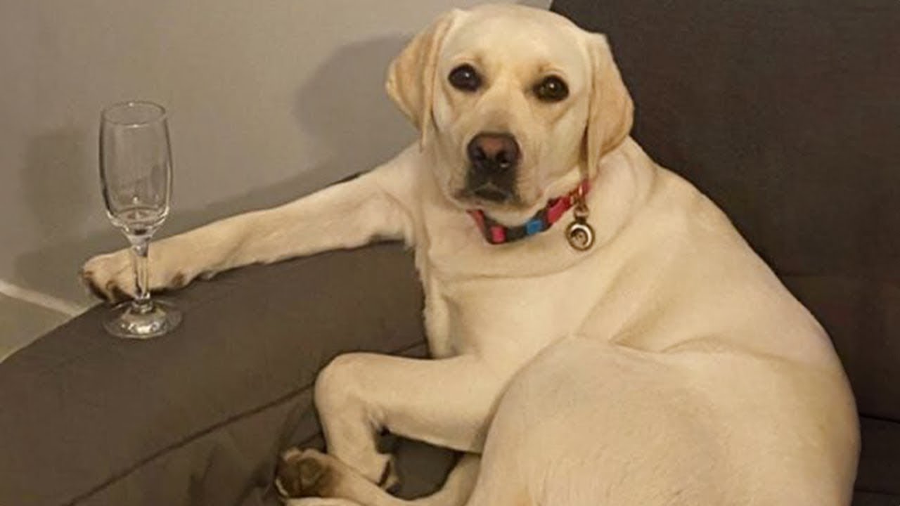 Dogs Can't Stop Being Hilarious on the Internet 🤣 Funny Dog Video