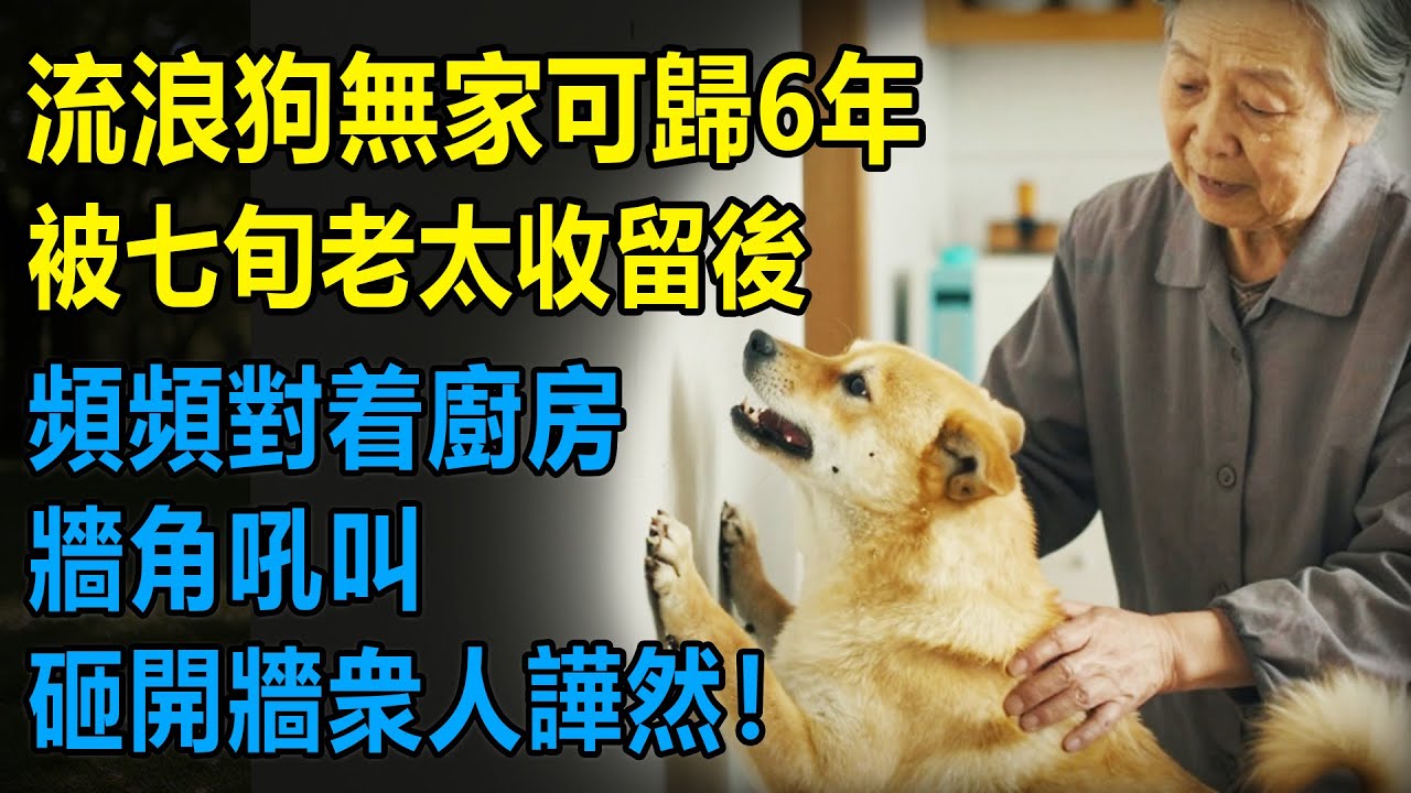 流浪狗被七旬老太收留後！頻頻對著廚房墻角吼叫？砸開墻眾人嘩然！【寵物|貓|狗狗|萌寵|故事|情感】