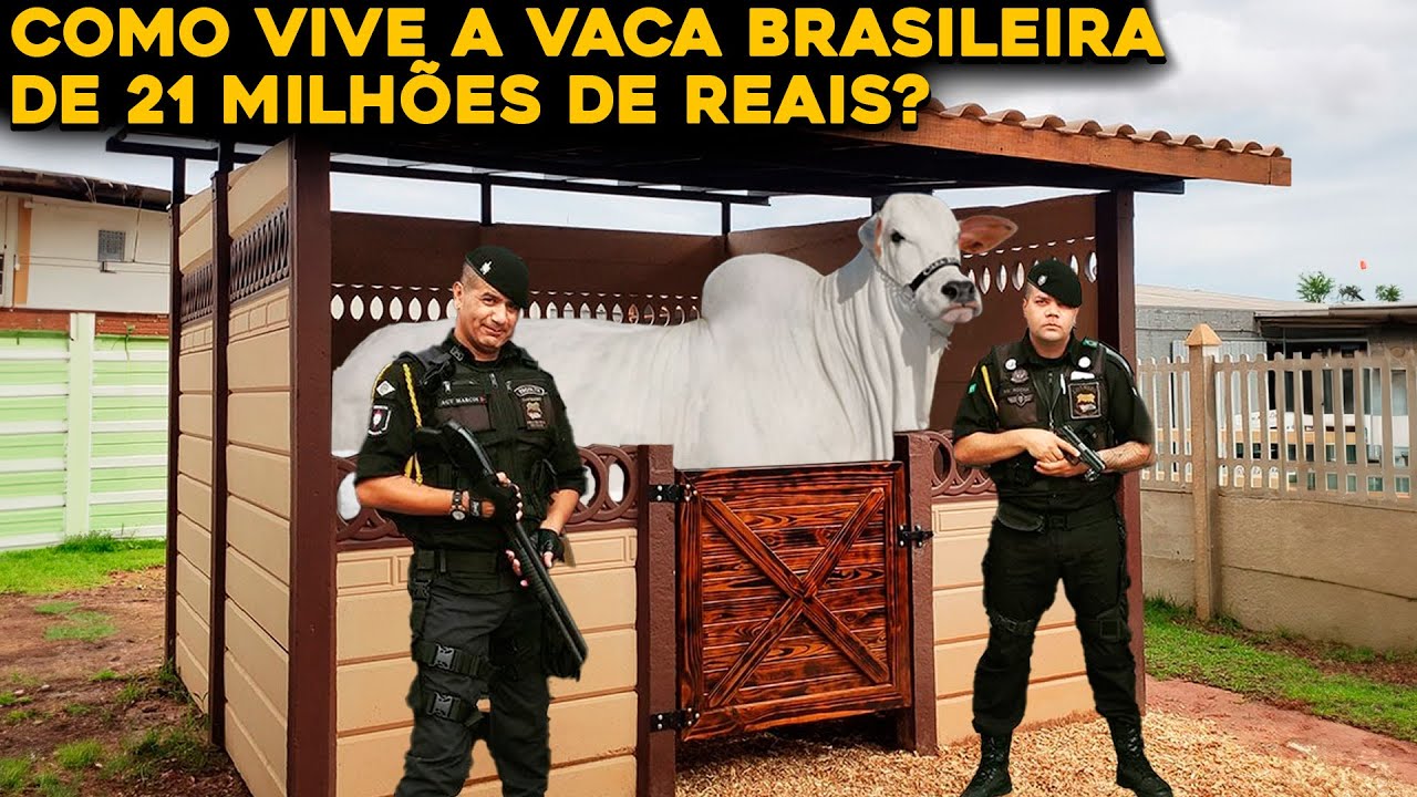 A ROTINA DA VACA BRASILEIRA MAIS VALIOSA DO MUNDO - SEGURANÇA 24H!