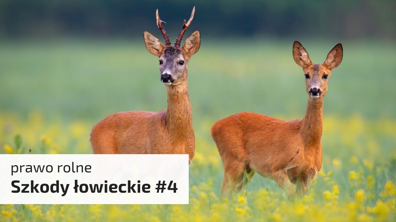 Prawo rolne: szkody łowieckie #4