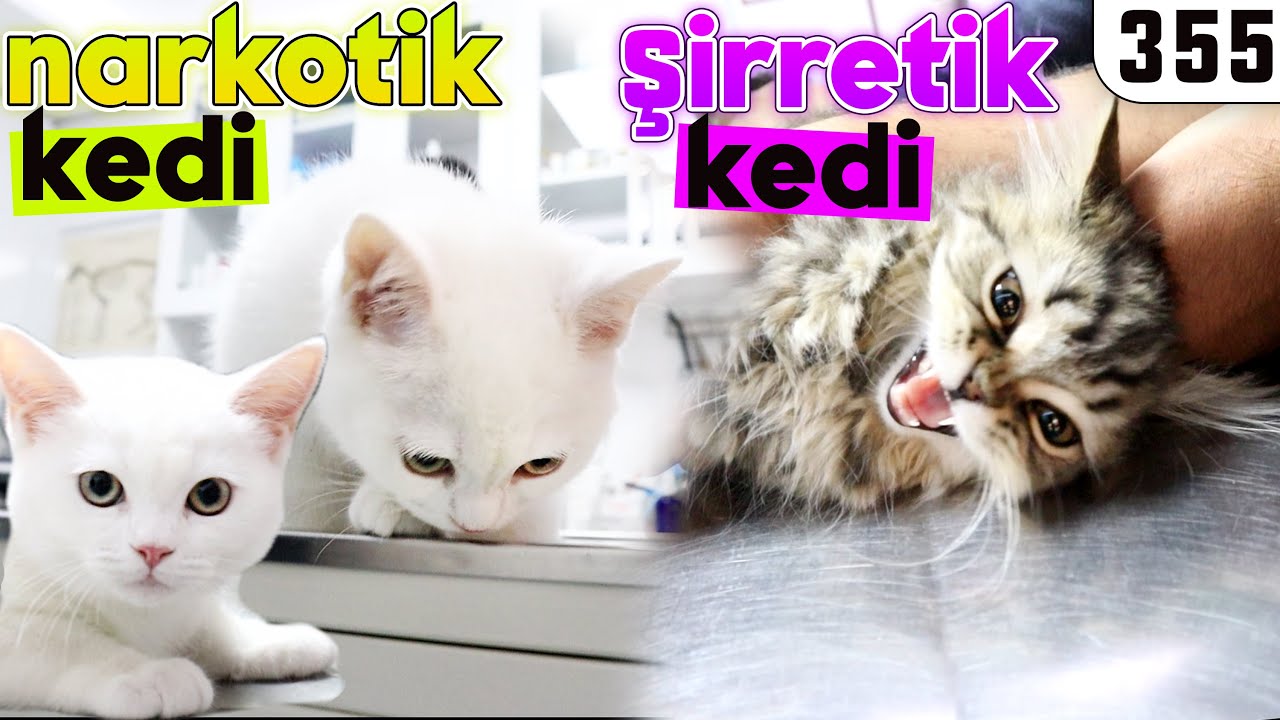 Yavru Kediler Çetesi 😂 Melinda ve Yaver @DoBiDa 355