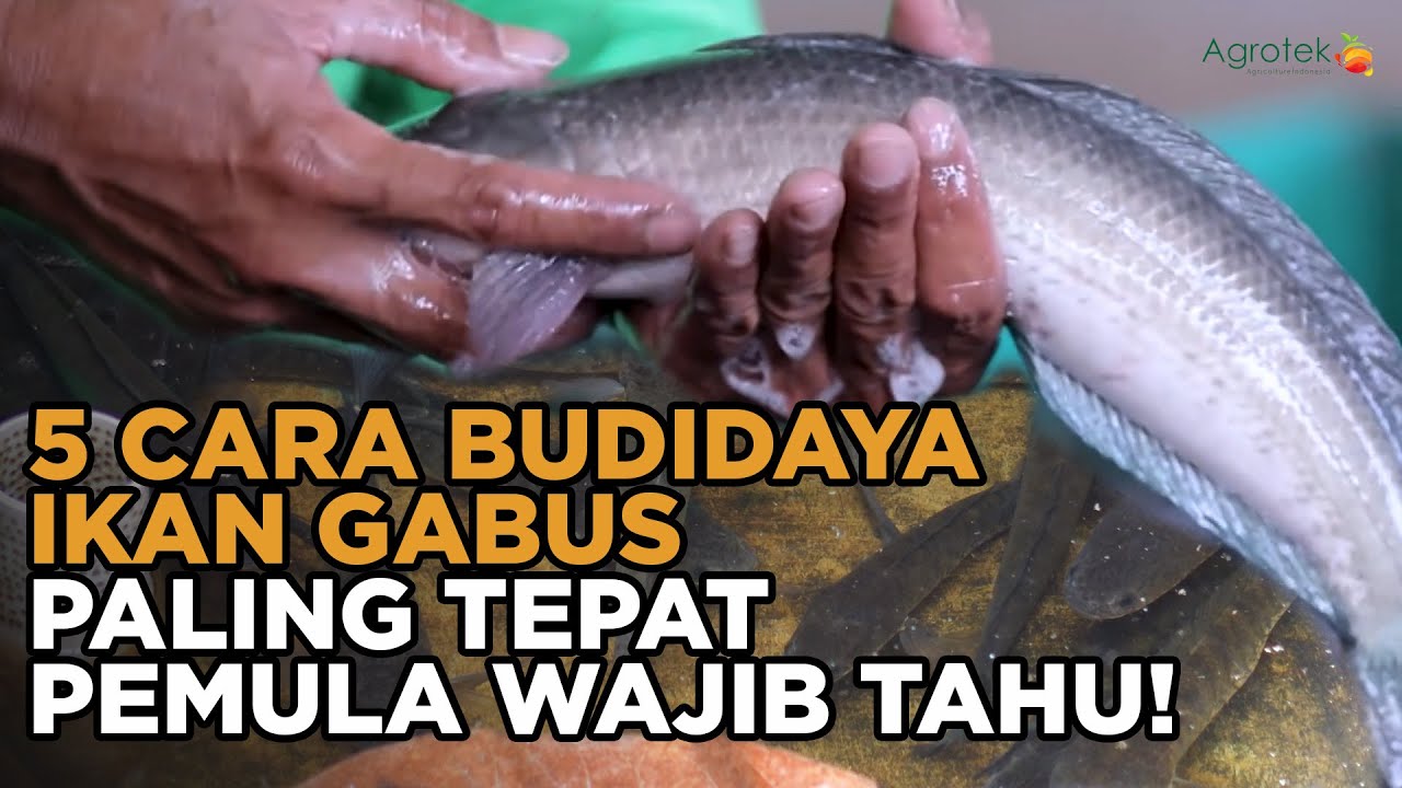 5 Cara Budidaya Ikan Gabus Dalam Ko Yang BENAR