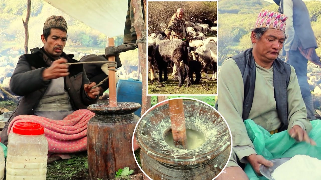 Nepali way to make sheep butter || Himalayan shepherd Life of Nepal  ||