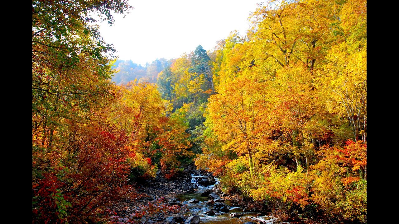 ［HD］Forest of autumn leaves　紅葉の森・群馬「奧利根水源の森」の秋 Autumn in Japan 紅葉便り