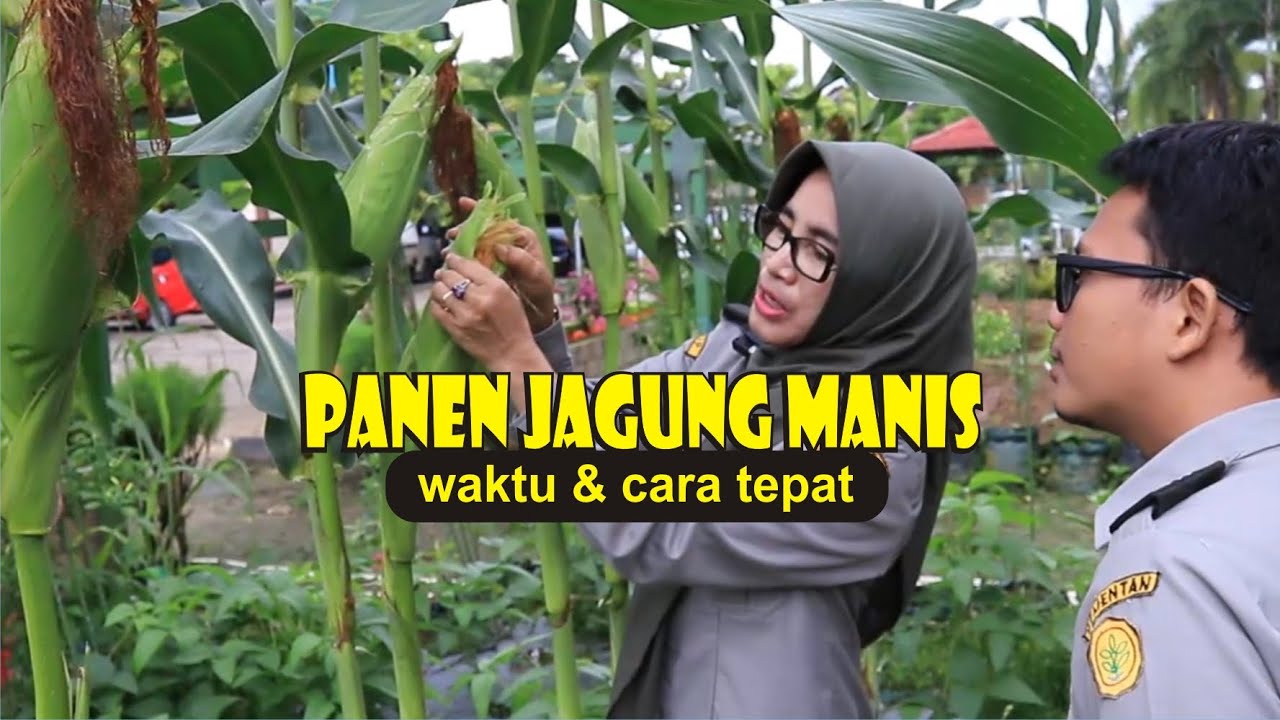 Waktu dan cara tepat panen jagung manis