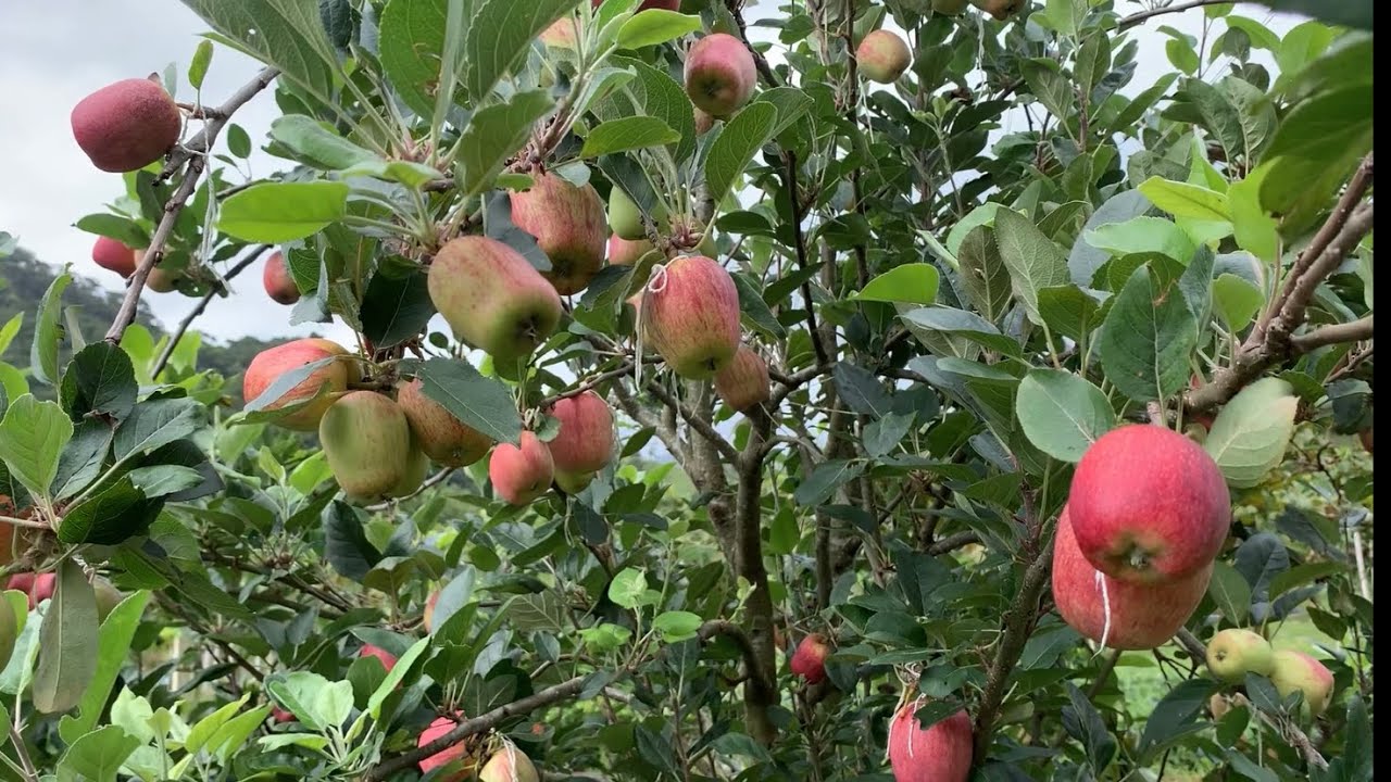 Meu pé de maçã Eva com três anos de plantado ! #agro #frutas #sitio #pomares #roça 
