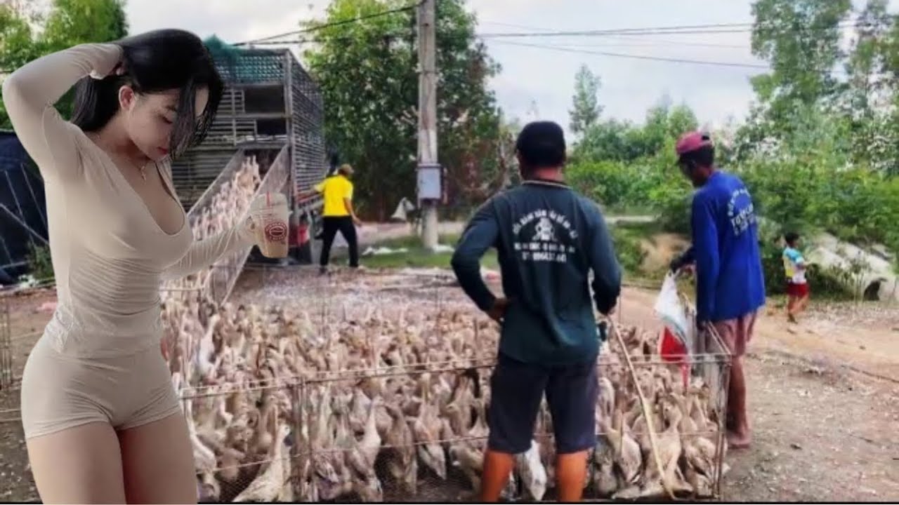 Full video:close-up of people herding ducks onto trucks to move to new lands