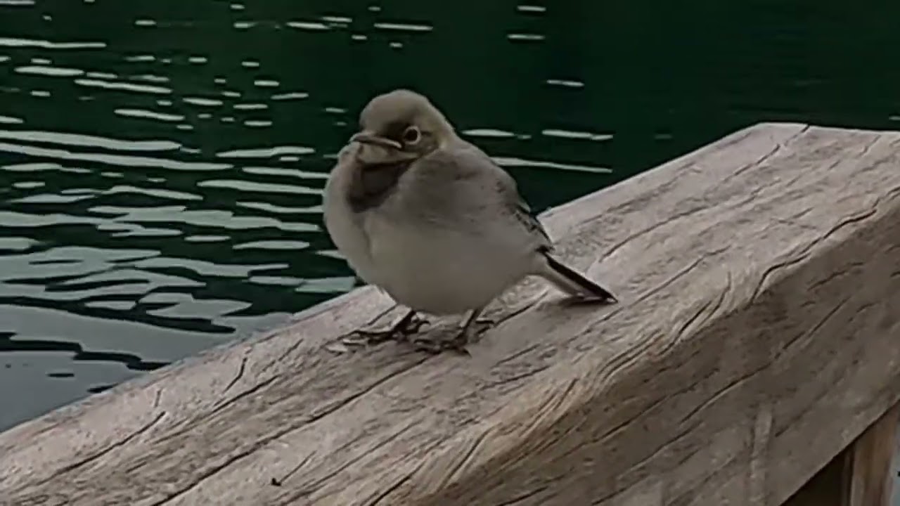 Junger Vogel beim Tonteich
