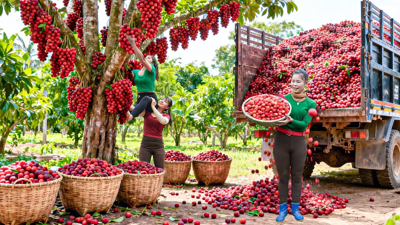 Horse Helps Harvest 5000KG Burmese Grape Fruit | Selling at Countryside Market