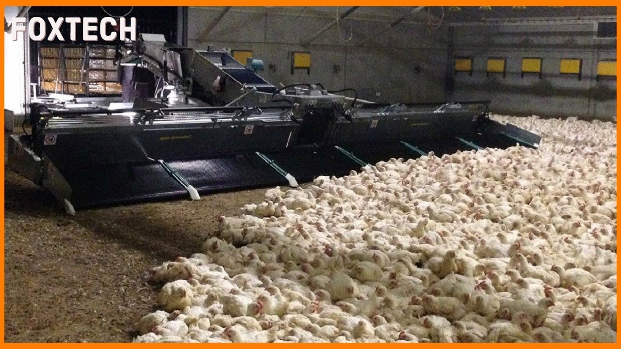 Amazing Modern Chicken Harvest Automatic Machines Process, This Tools Save for Farm Million Dollar