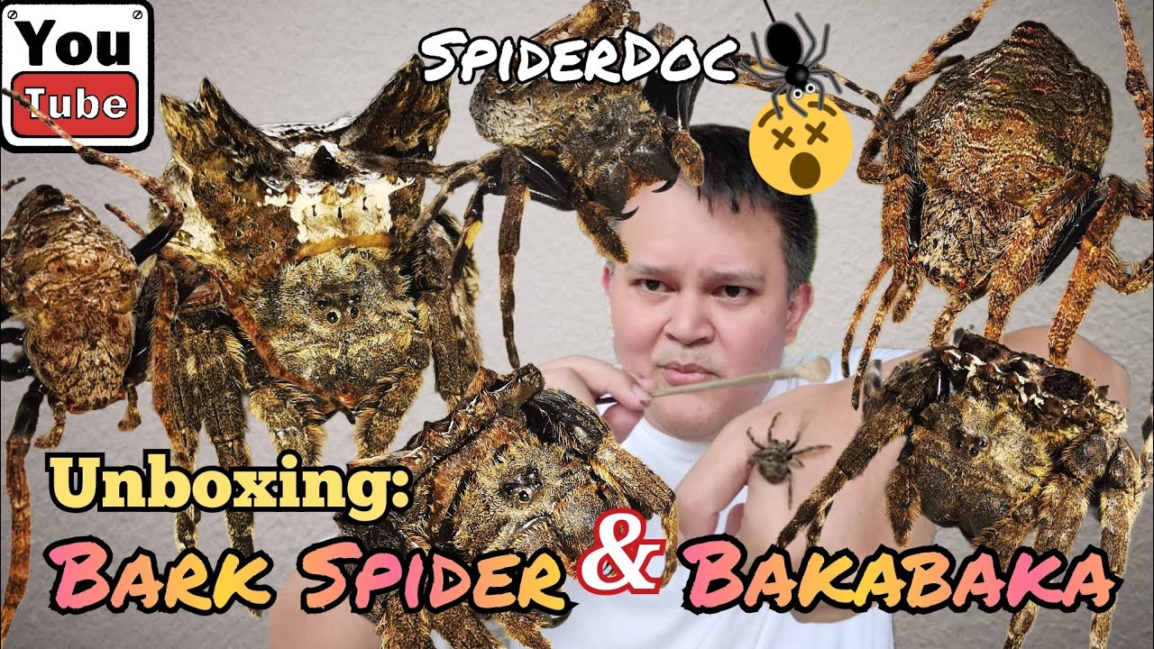 UNBOXING TIME: Mga BARK SPIDER at BAKABAKA ng GENSAN! Caerostris sp and Dolophones conifera.