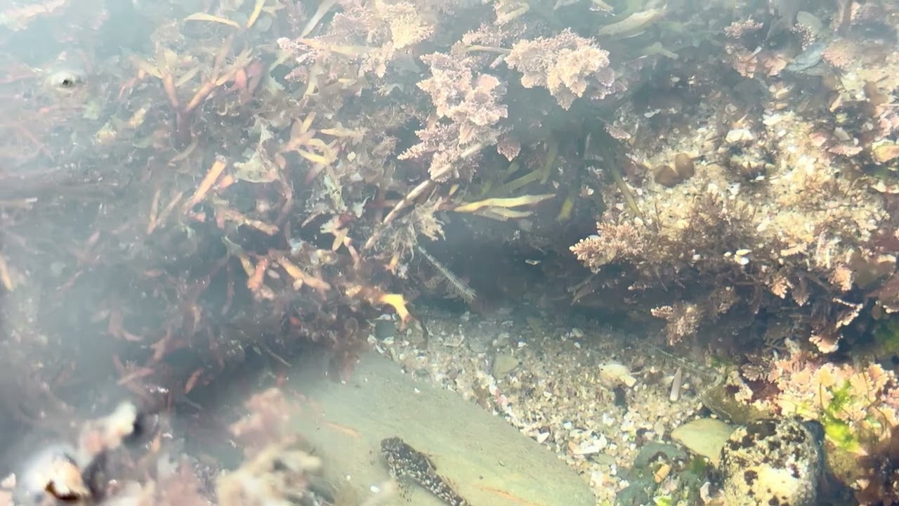 Brittle Star 03022026