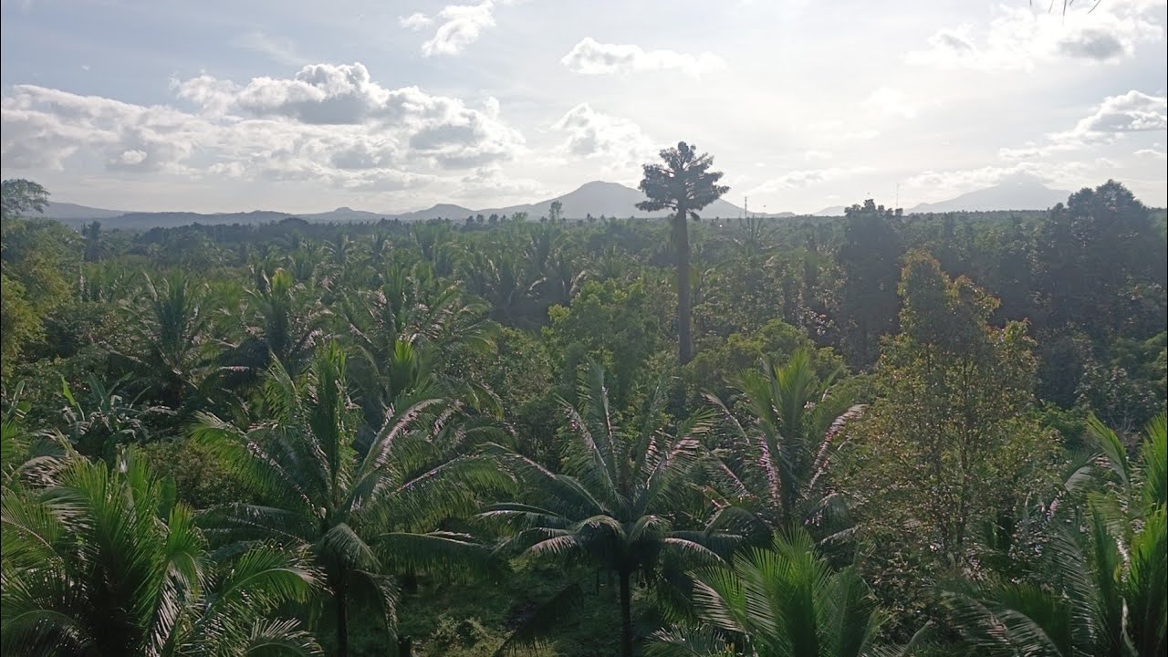 (P# 919) 11,900 sqms Farm Lot na may sapa sa Pagsanjan, Laguna @ 700/sqm
