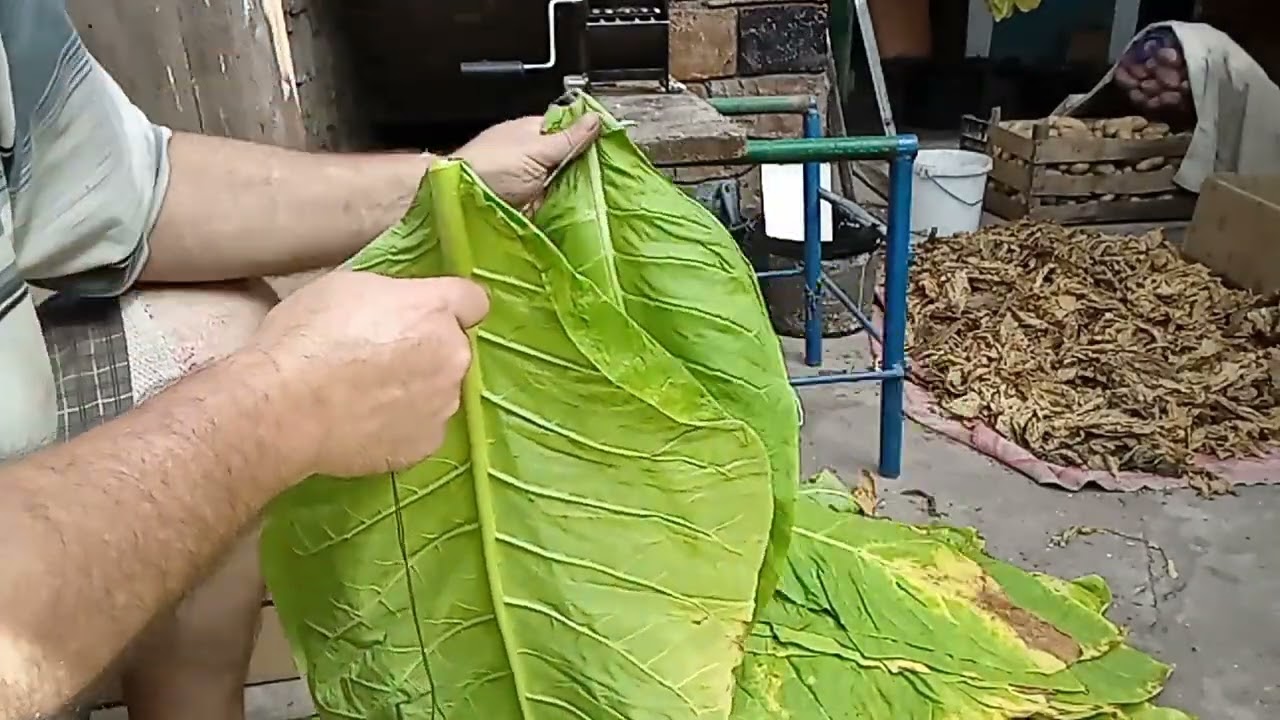 Для чего коптить табак?