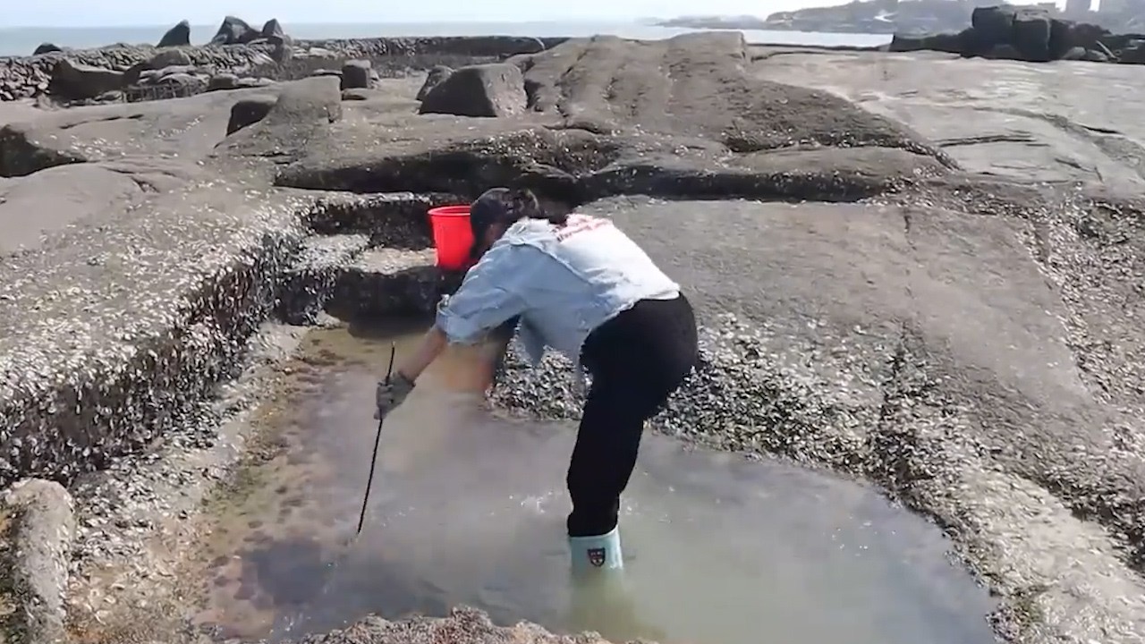 水坑里有好多螃蟹脚，这种鱼专门吃螃蟹的，渔妹下去抓了一大群