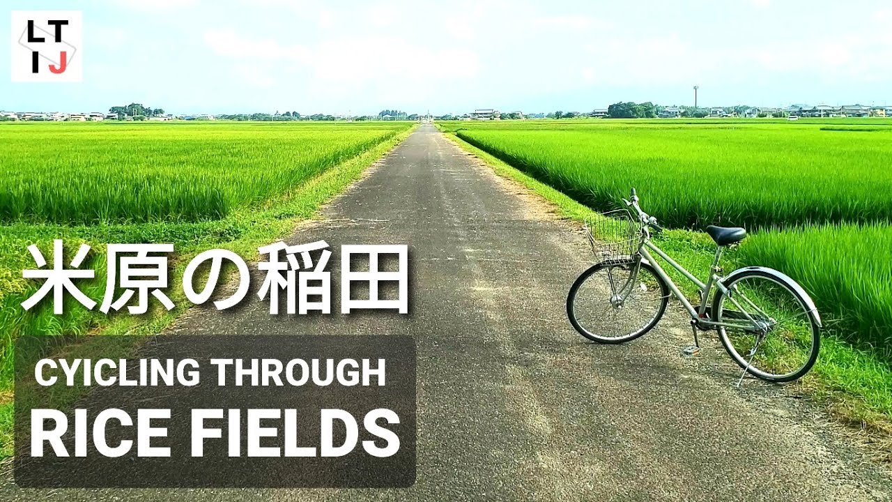 Japan bicycle tour | Through the rice fields of Maibara – 米原