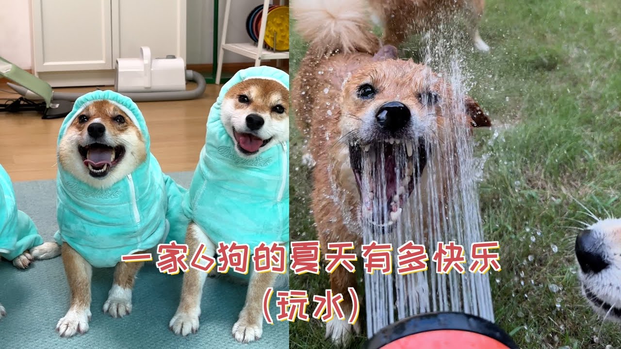 一家6狗的夏天有多快乐？