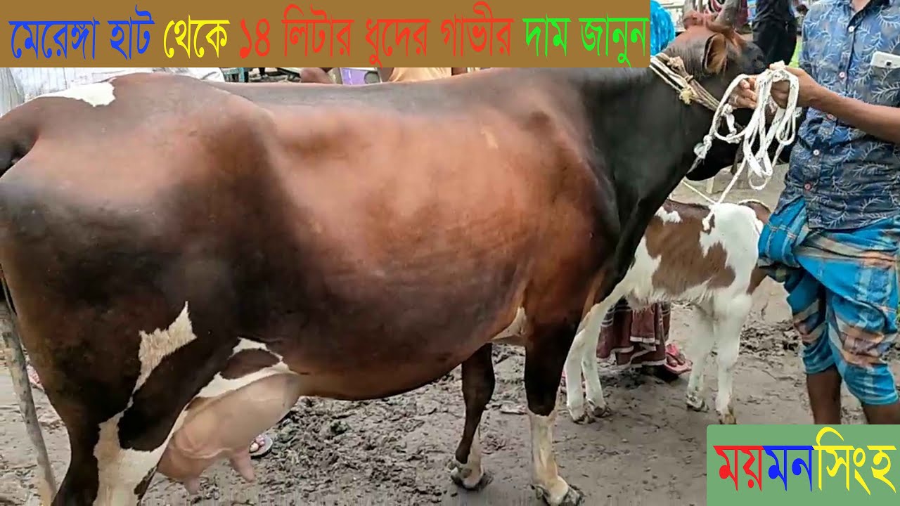 @ময়মনসিংহের নান্দাইল থানার  বিখ্যাত মেরেঙ্গা হাট থেকে ১৪ লিটার দুধের গাভীর দাম জানুন