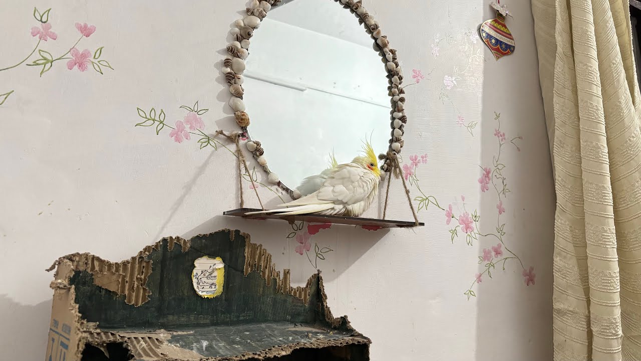 Peekaboo singing ❤️ #parrotsinging #cockatielsinging #parrot #talkingparrot #birdsong 
