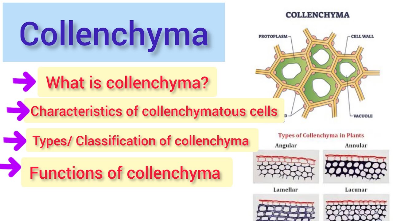 Collenchyma Tissue Structure and Functions | Types of Collenchyma Tissue by digital library