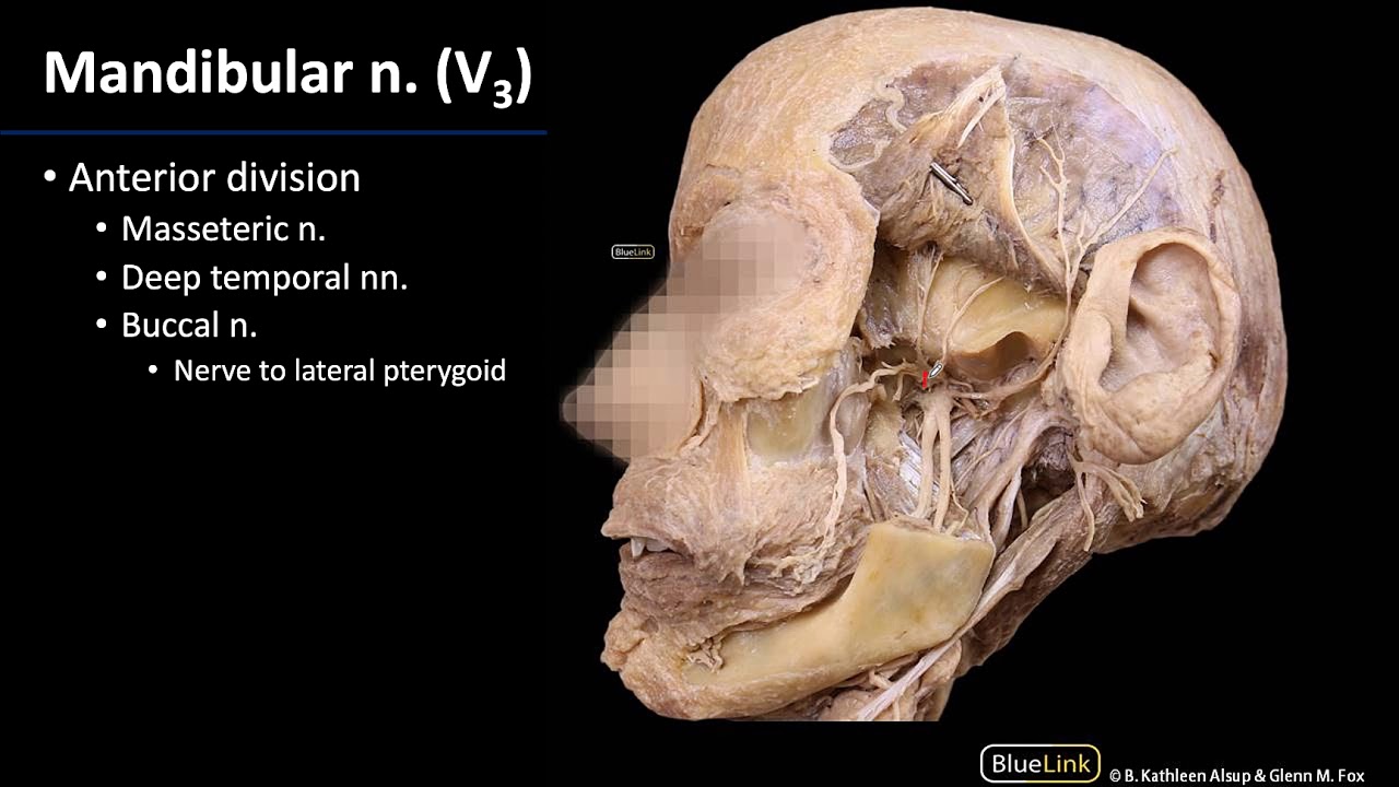 Infratemporal Fossa - Mandibular Nerve (V3)