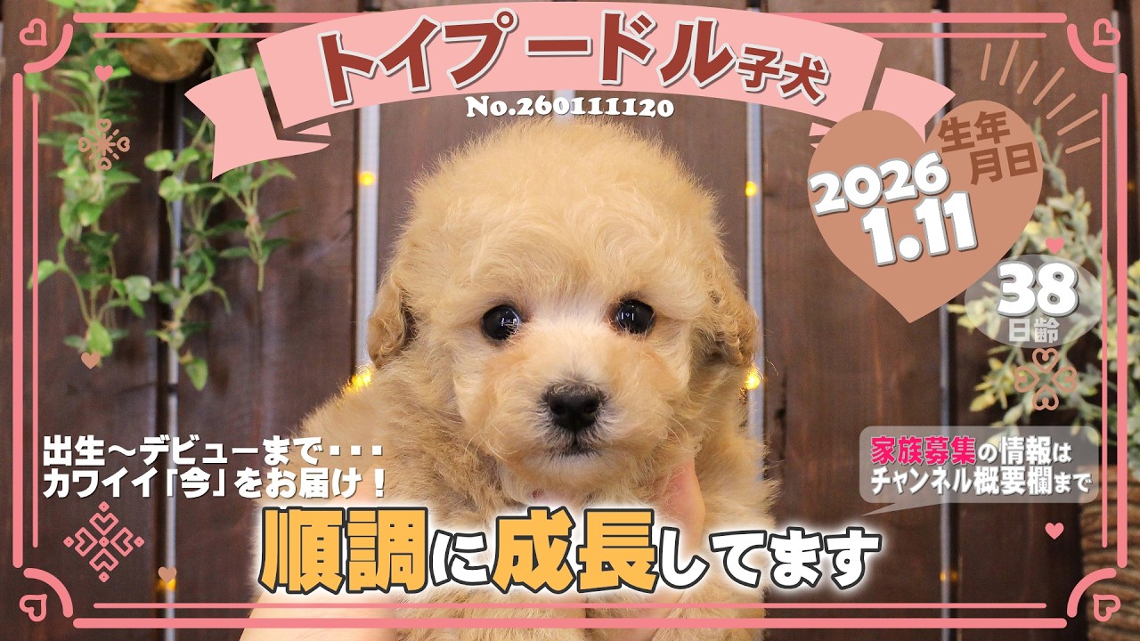 トイプードル子犬｜2026.1.11生（38日齢）②｜ペールフォーン｜女の子｜滋賀県