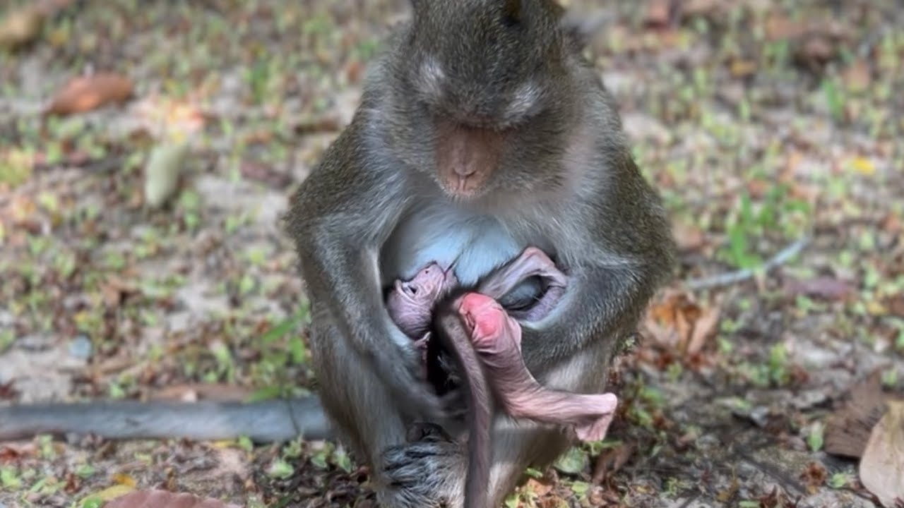 Incredible Story! Monkey Anna Got New Experience To Educate Cute Tiny Baby Amina Strangely 