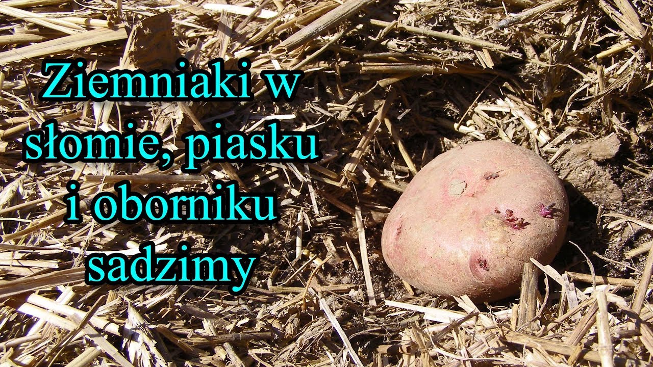 Ziemniaki w słomie, piasku i oborniku 1 - sadzimy