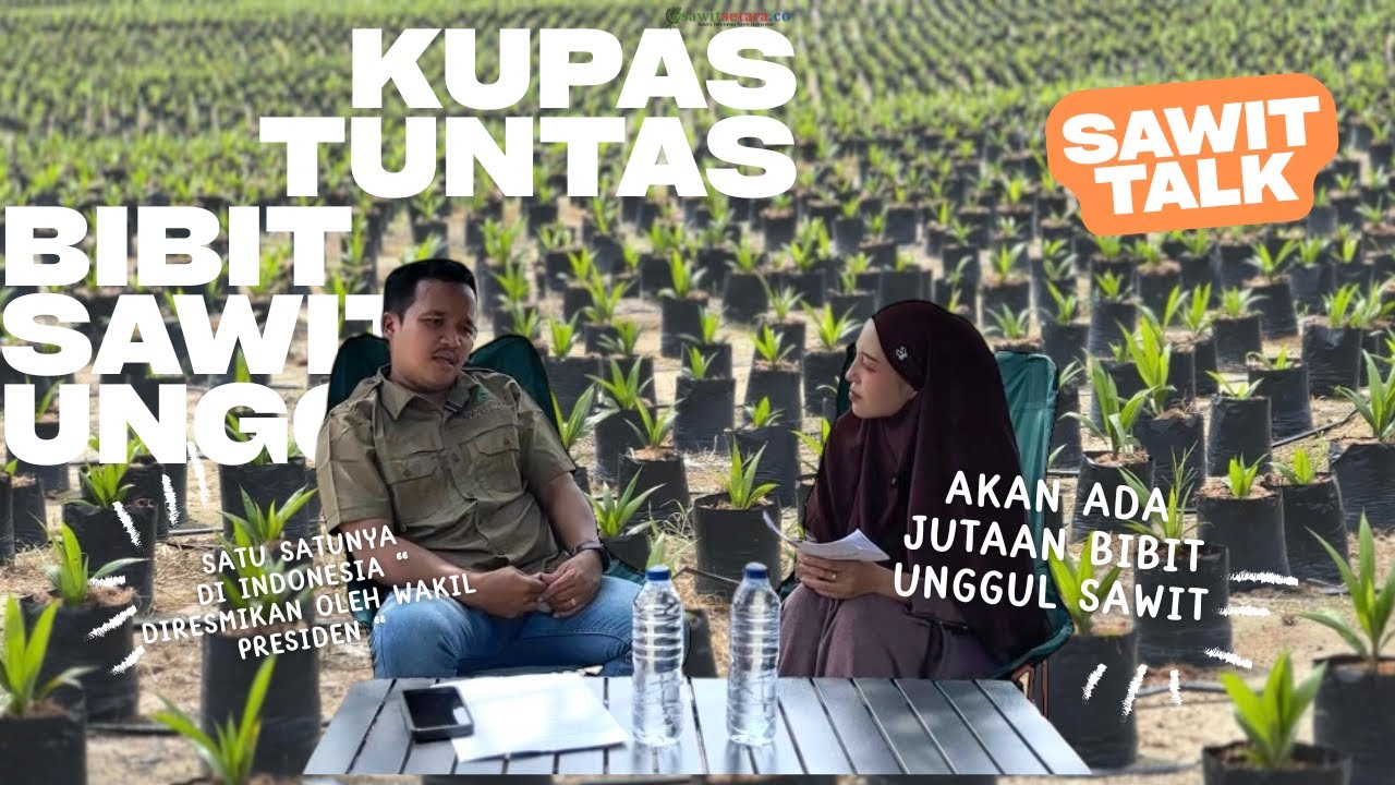 SAWIT TALK - DIRESMIKAN WAPRES! INI YANG MEMBEDAKAN BIBIT UNGGUL DI PEMBIBITAN APKASINDO