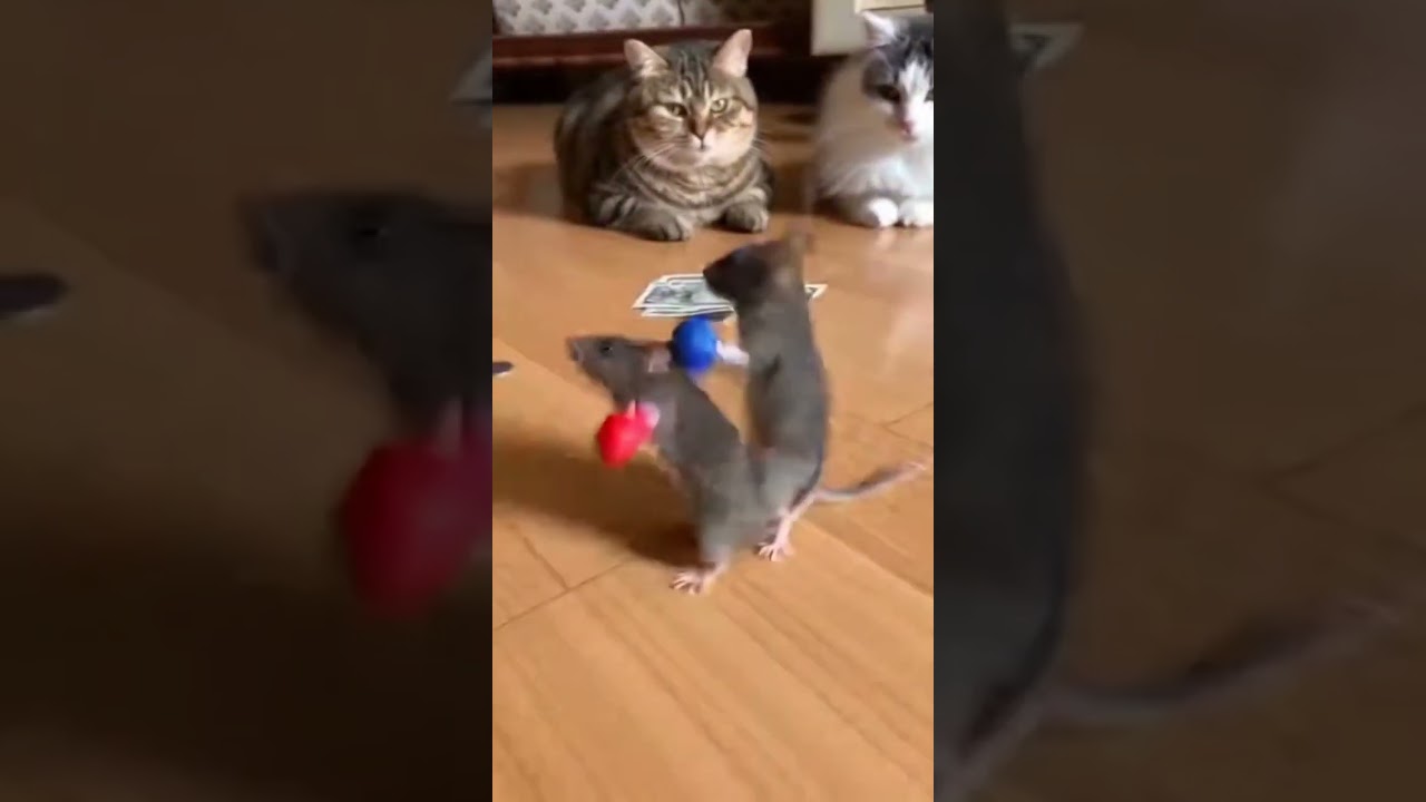 😨FIGHT FOR SURVIVAL😨 - Two MICE FIGHT for SURVIVAL🥊 #viral #animals #views #cute #2026 #india