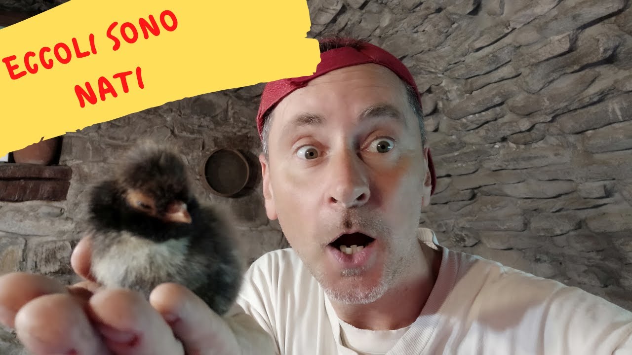 pulcini appena nati padovani marans Oliveregger e..