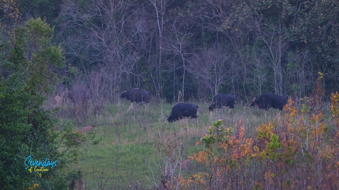 Indian Bison