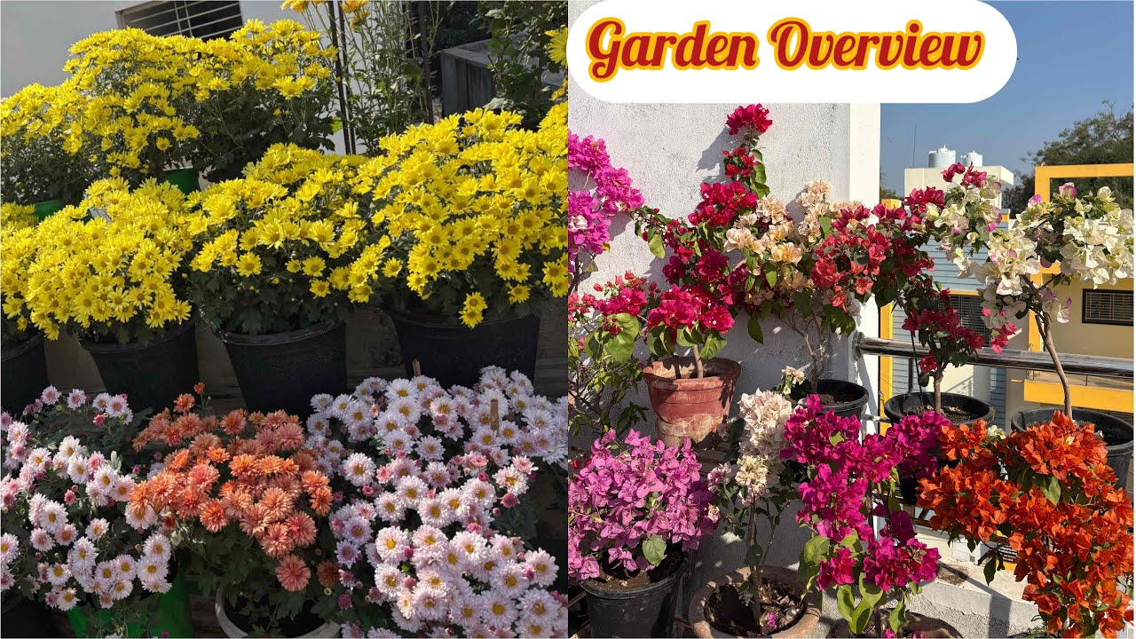 Sunday Terrace Garden Overview 🥰♥️