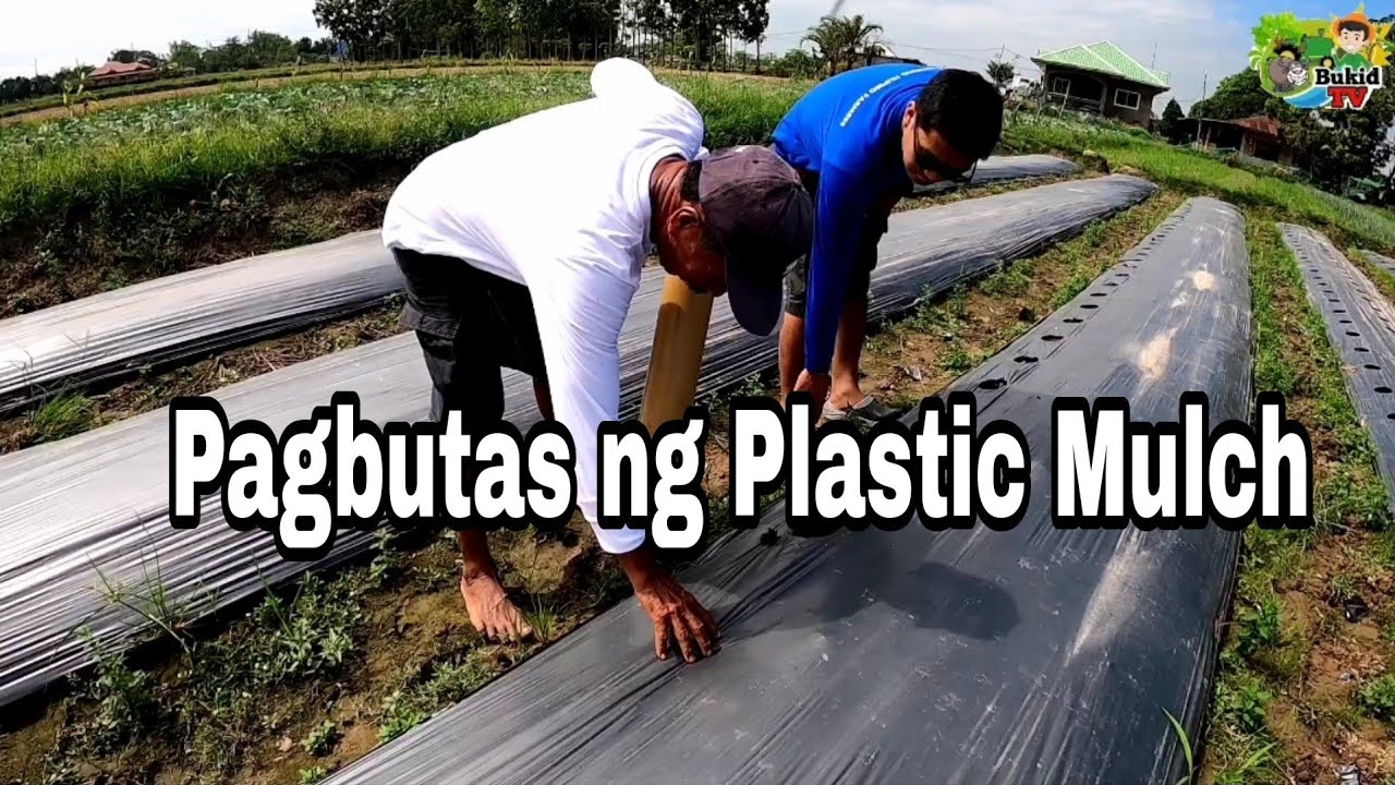 Mabilis na Paraan sa Pagbubutas ng Plastic Mulch
