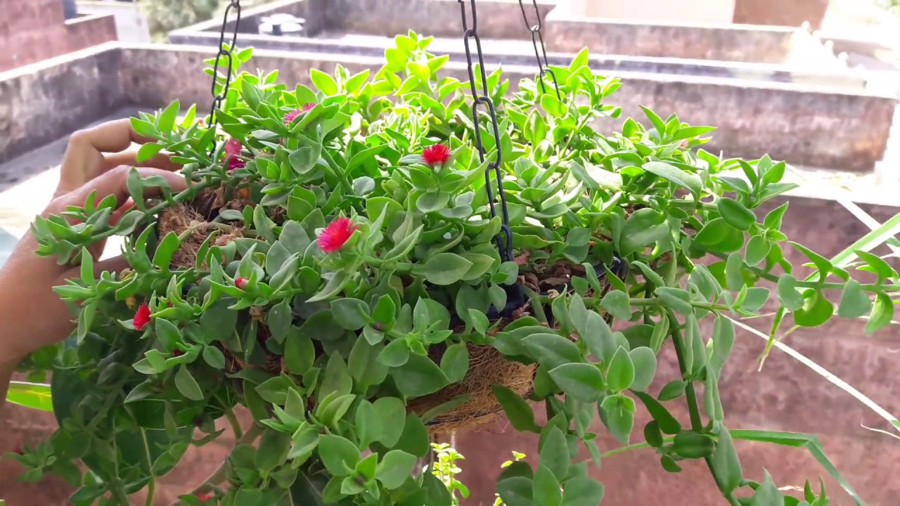 How to Grow Baby Sunrose By Cutting || बेबी सन रोज़ को कलम से कैसे लगाएं