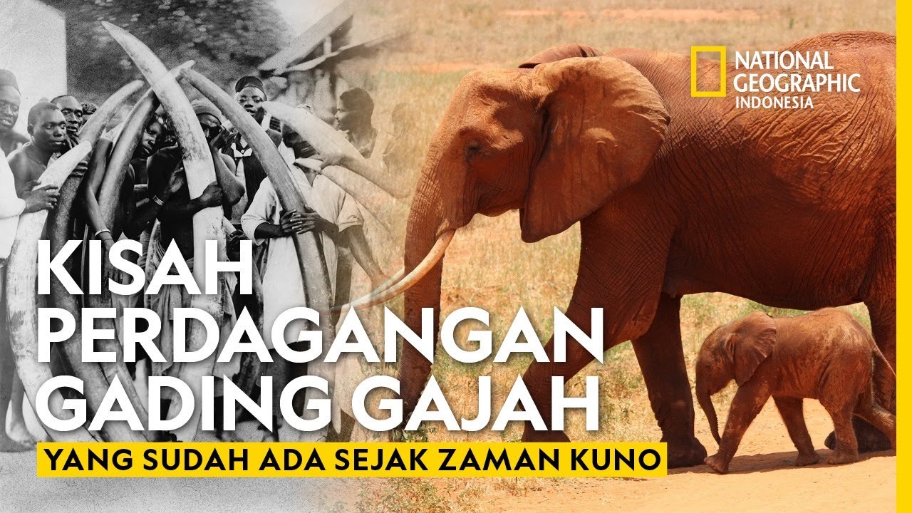 Sejarah Berdarah Perdagangan Gading Gajah, dari Zaman Kuno hingga kini