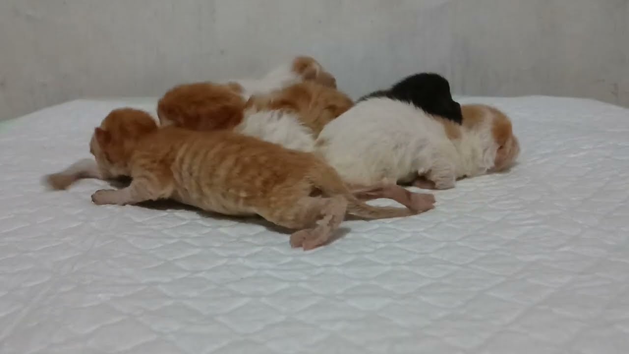 KITTEN PEAKNOSE BARU LAHIR‼️ UMUR 3 HARI LUCU BANGET