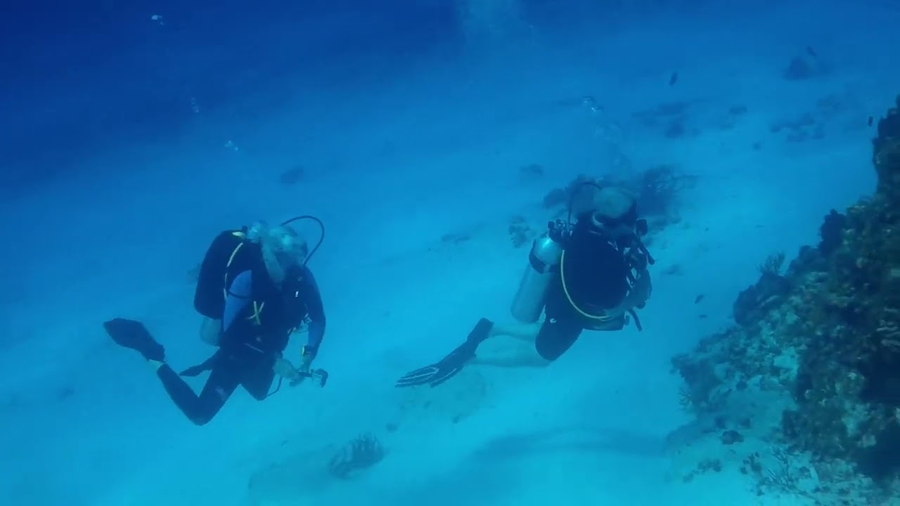 Dive Buddies
