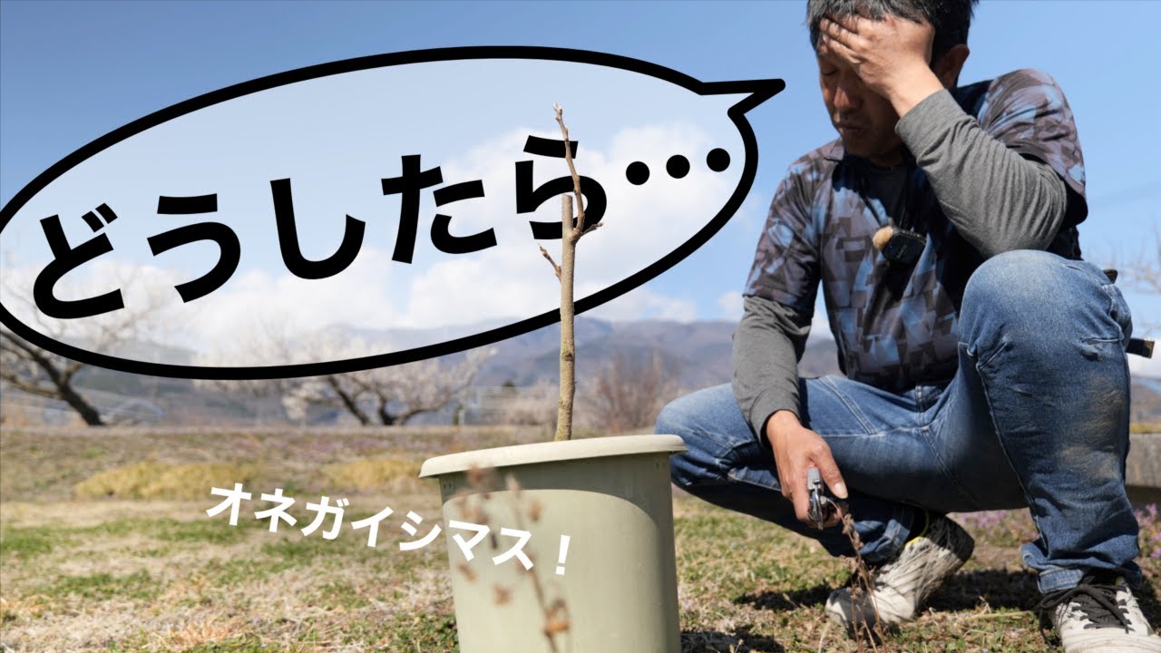 【そこをなんとか…】コンテナ果樹の柿の木を、プロに剪定してもらった。-剪定１年目-