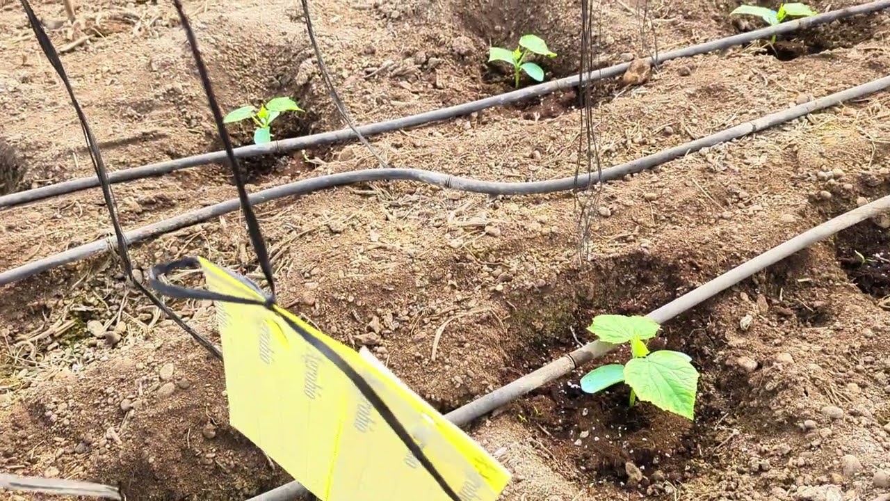 El frío y falta de luz retrasa los pepinos