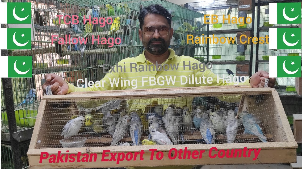 TCB hago & ClearWingFBGW Hago birds Export from Pakistan to other Country