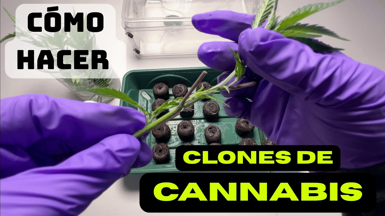 La Forma M&aacute;s F&aacute;cil De Clonar Cannabis Sativa L. en Casa