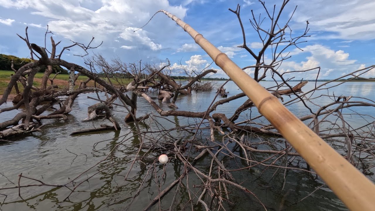 Pescaria de tucunaré e Oscar no Rio marinheiro a bóia bateu na água e já afundou só Bruto