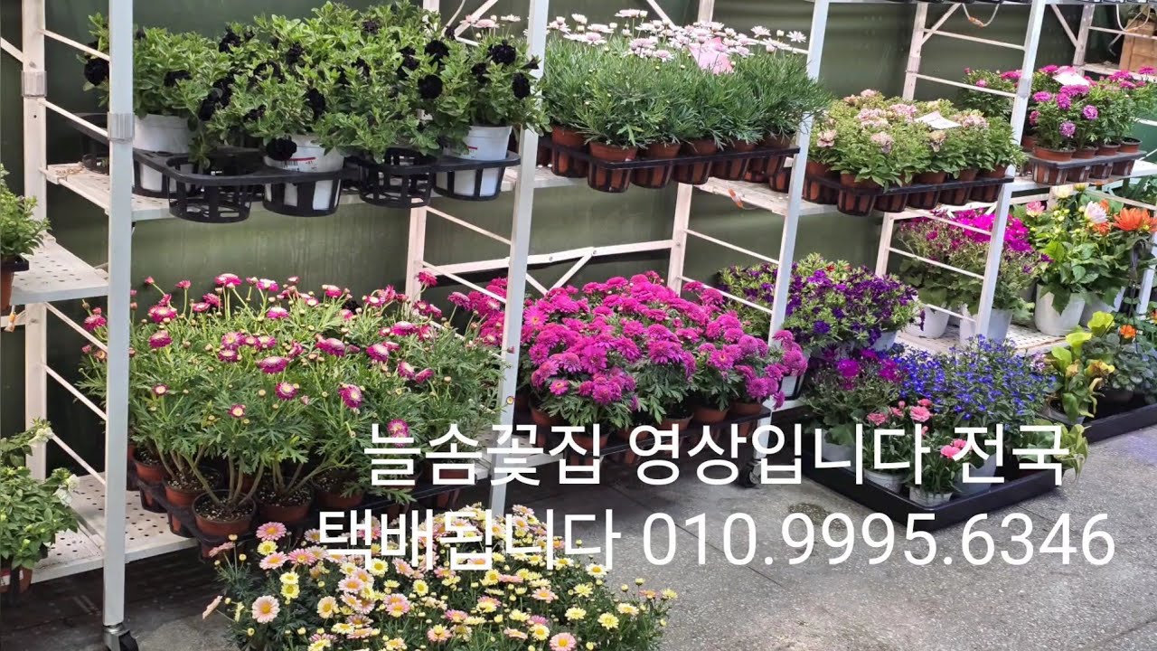 3월27일 늘솜꽃집 영상입니다 전국 택배됩니다 010.9995.6346 새로운 물건이 왔어요 
