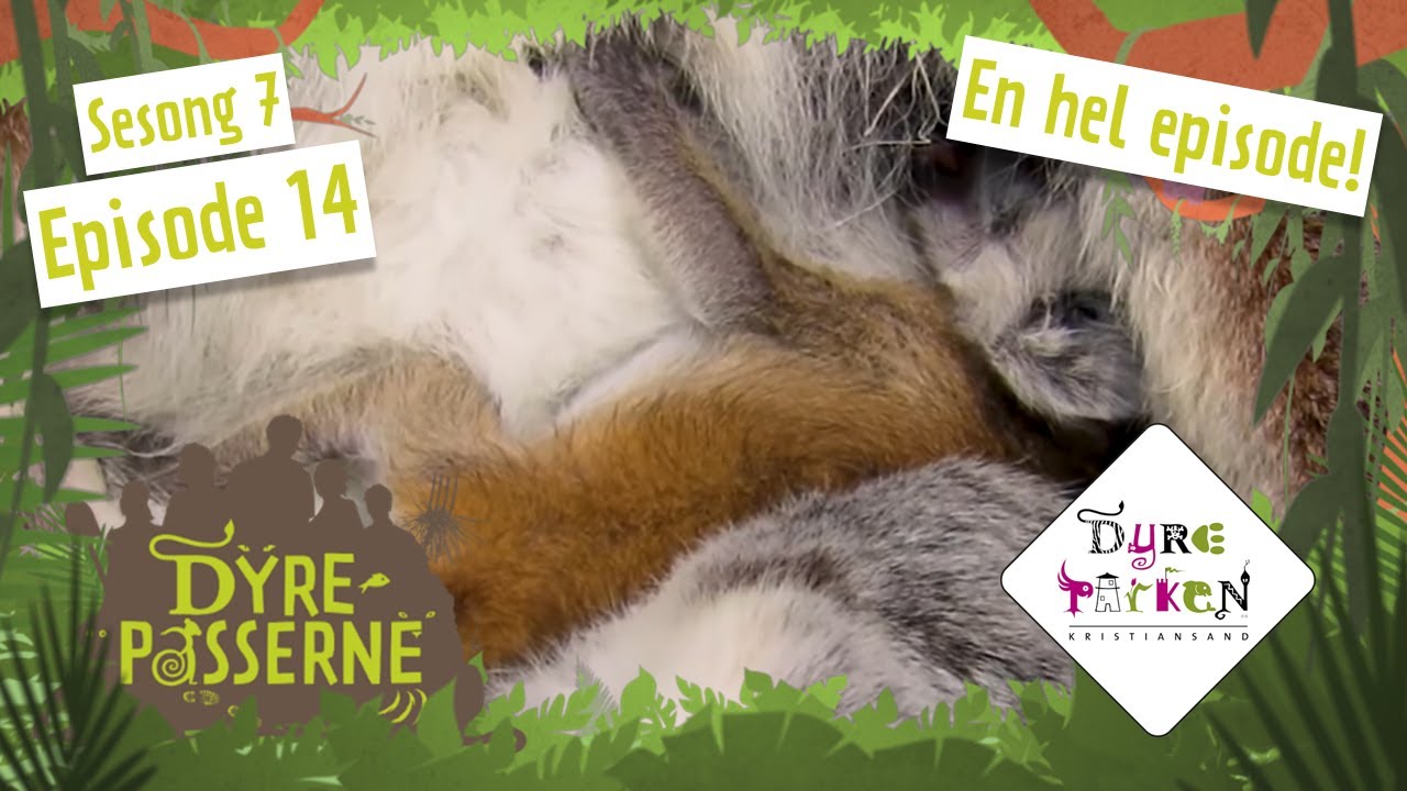 Nyfødt lemur | Dyrepasserne S7E14 | Dyreparken